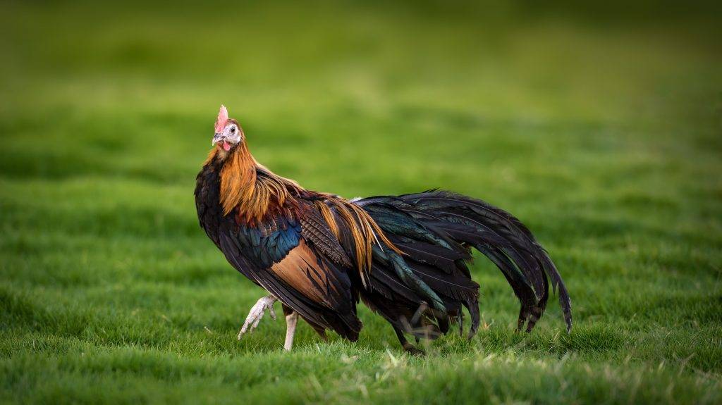 Феникс порода кур – описание, фото и видео