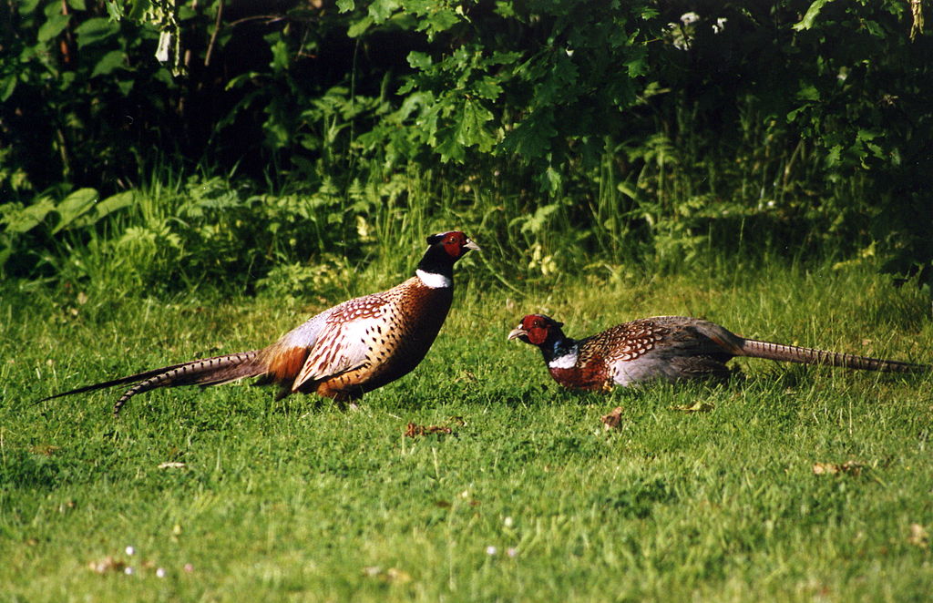 Обыкновенный фазан: описание породы, размножение и питание
