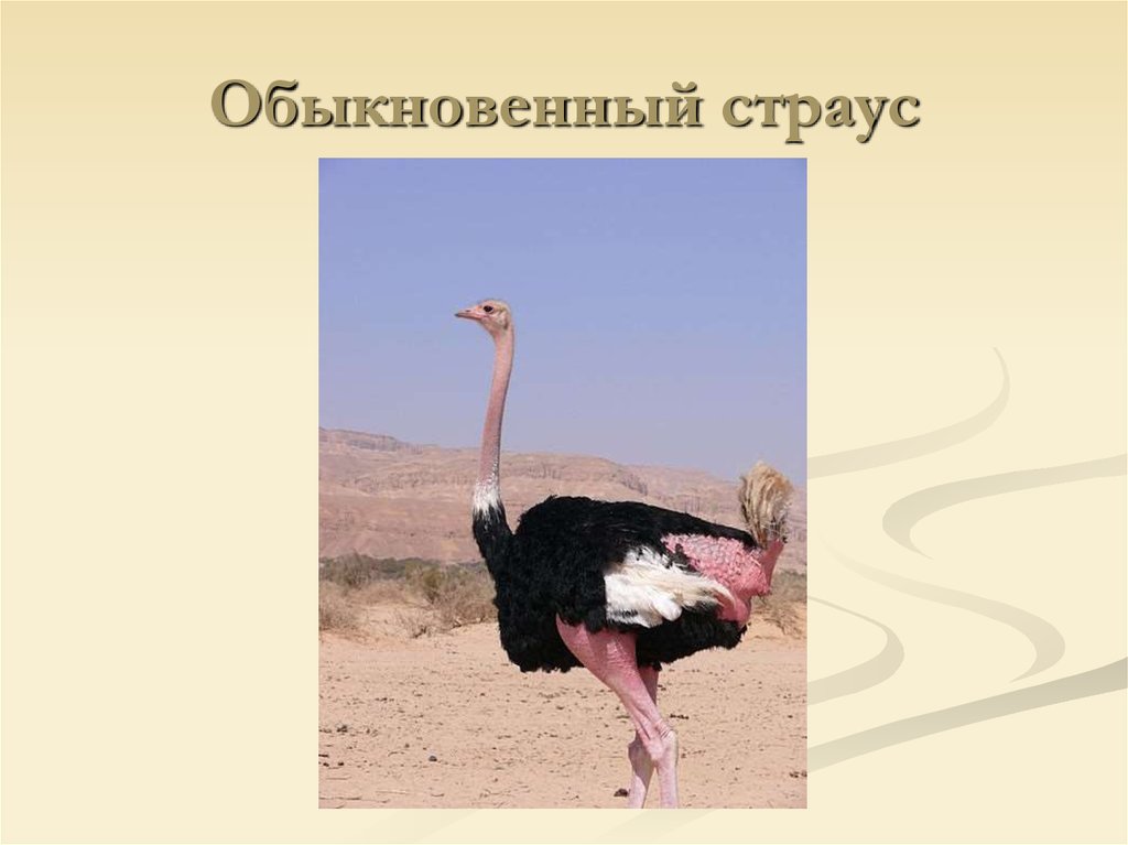 Сомалийский страус – особенности содержания в российских фермерских хозяйствах