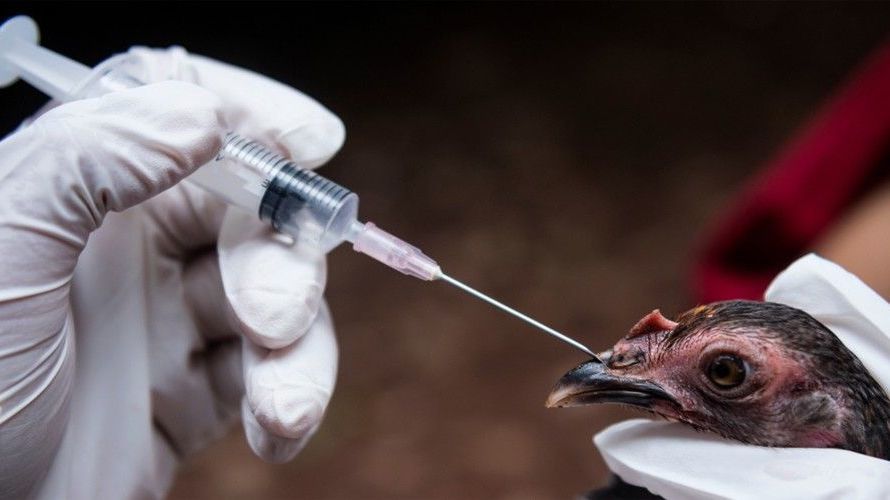 Вирусвакцина против ньюкаслской болезни из штамма Ла-Сота: инструкция для птиц