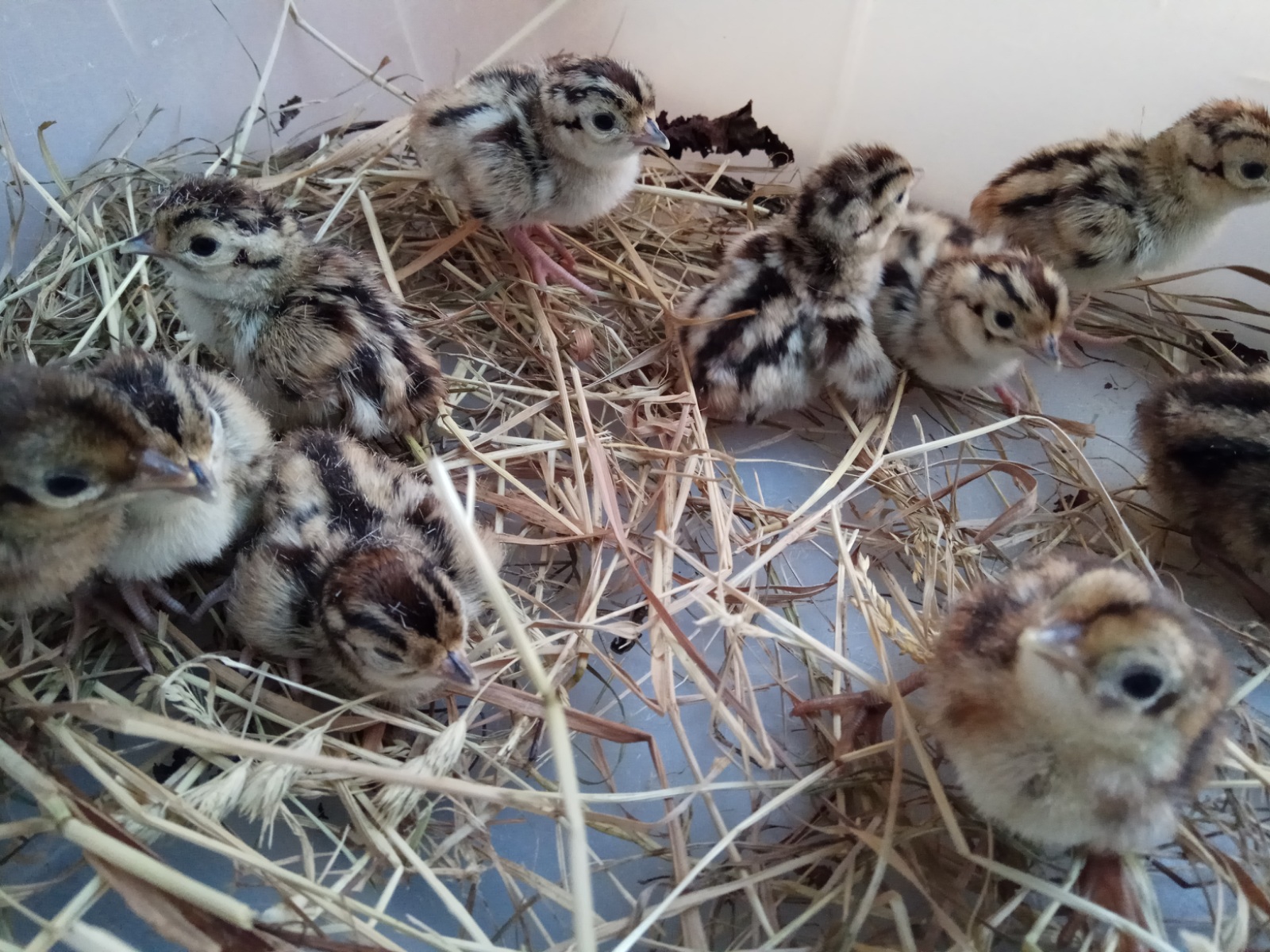 Инкубация фазанов в домашних условиях