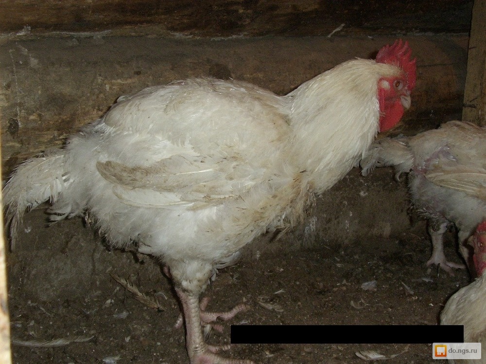 Иза Хаббард порода кур – описание ф 15, фото и видео