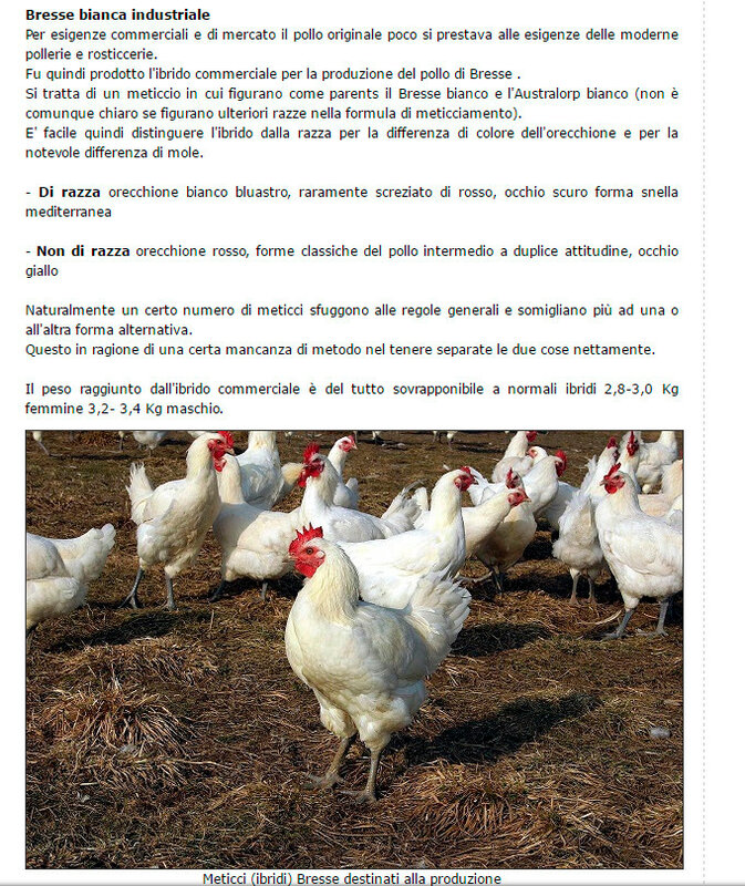 Бресс-галльская порода мясо-яичных кур: особенности характера, рекомендации по содержанию, кормлению, разведению