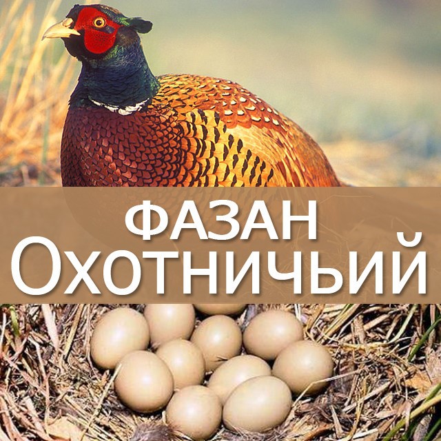 Инкубация фазанов в домашних условиях