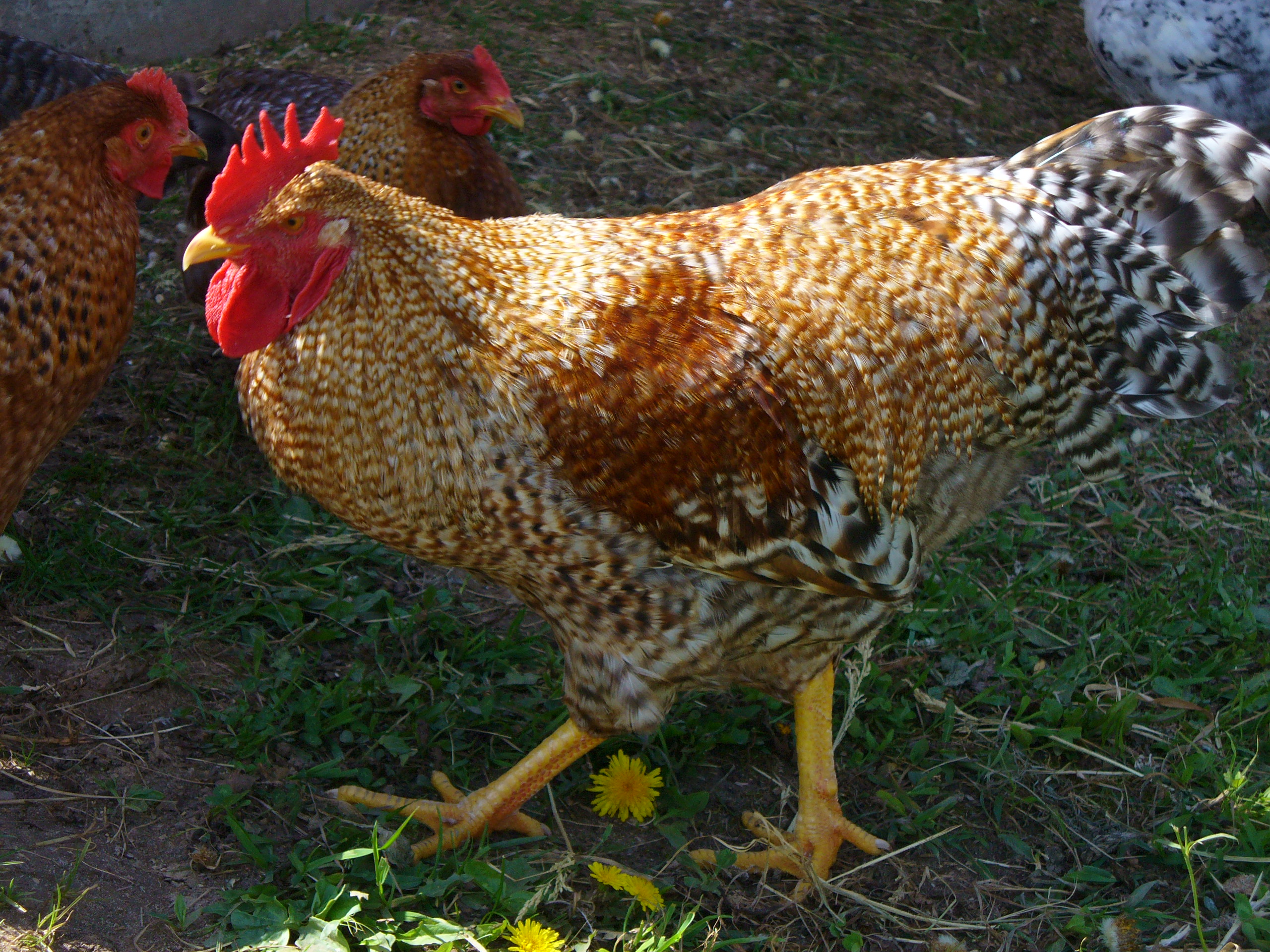 Пенедесенка - мясо-яичная порода кур. Описание, характеристика, выращивание и уход, инкубация