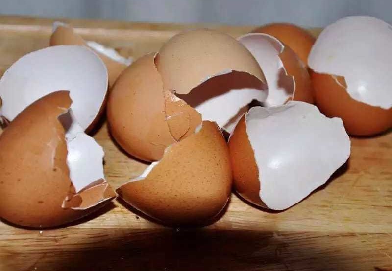 ТОП-6 причин, почему куры несут яйца с тонкой и мягкой скорлупой