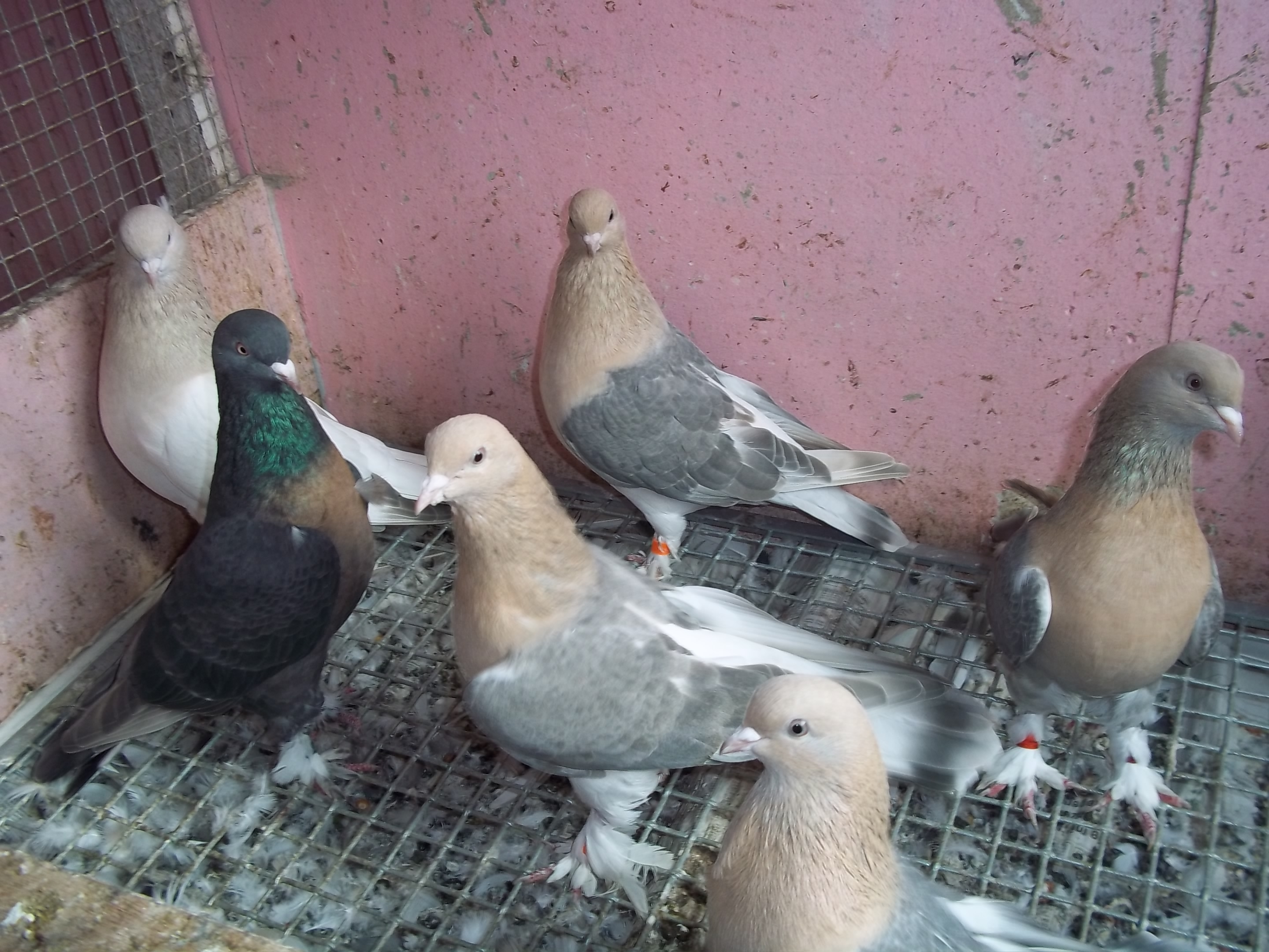 Турецкие голуби Такла и особенности прекрасного вида