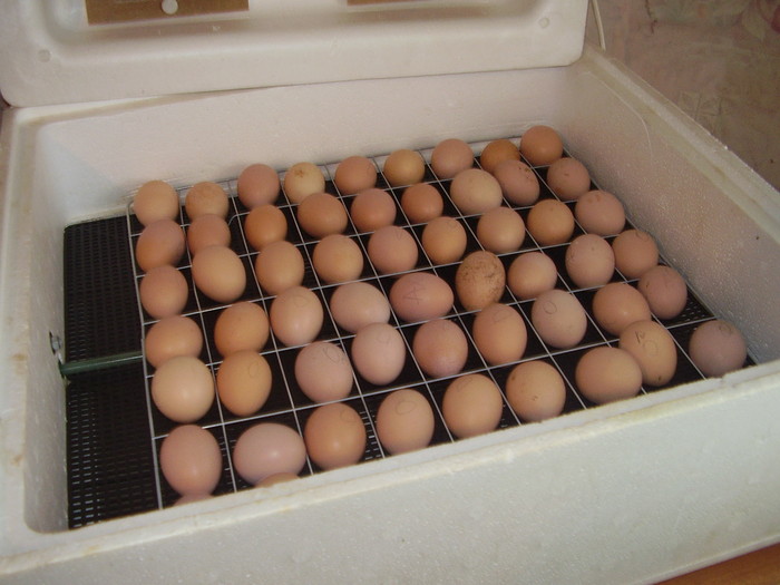 10 советов про вылупление куриных яиц в инкубаторе