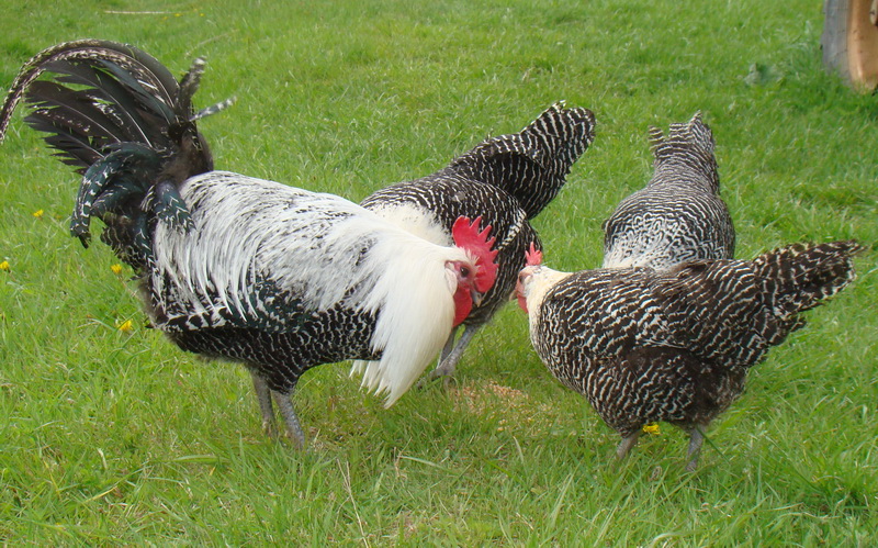 Брекель Серебристый - яичная порода кур. Характеристики, особенности разведения и выращивания, кормление