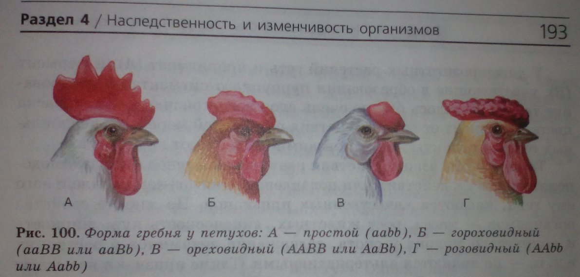 Гетерозиготную курицу с гребнем и голыми. Формы гребня у петухов. Форма гребня у кур. Листовидный гребень у кур. Розовидный гребень у петуха.