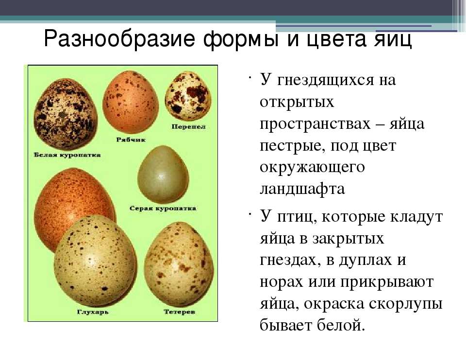 Как развивается птенец в яйце по дням. Определение признаков правильного и неправильного развития цыпленка