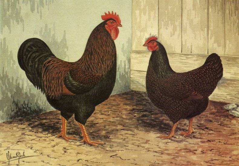 Барневельдер - мясо-яичная порода кур. Описание, характеристики, нюансы выращивания, разведения и кормления