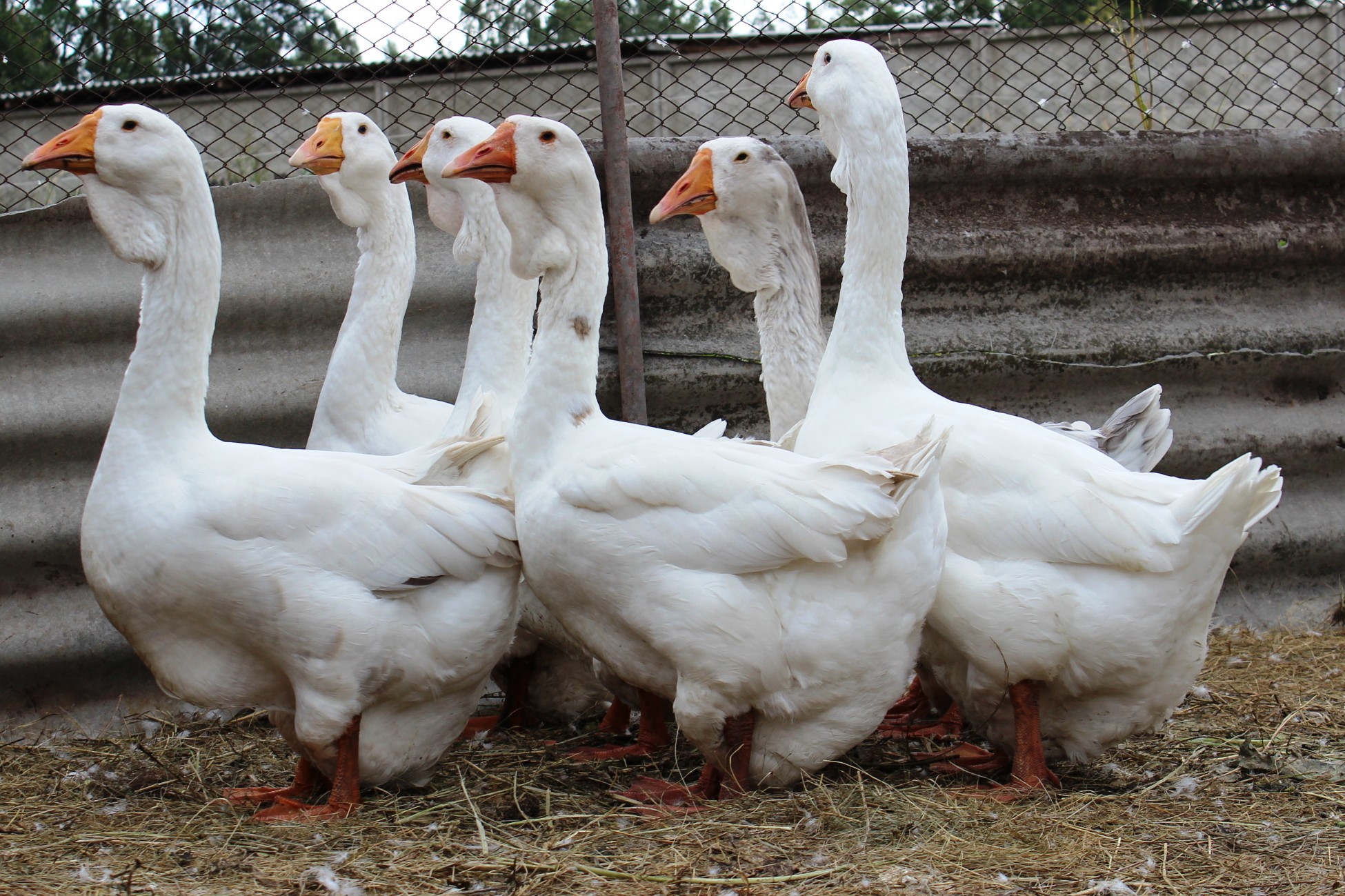 Эмденские гуси – чем эта порода привлекательна для фермеров