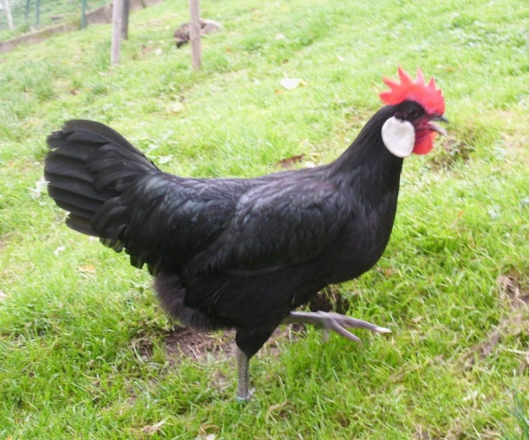 Курокашива порода кур – описание с фото и видео