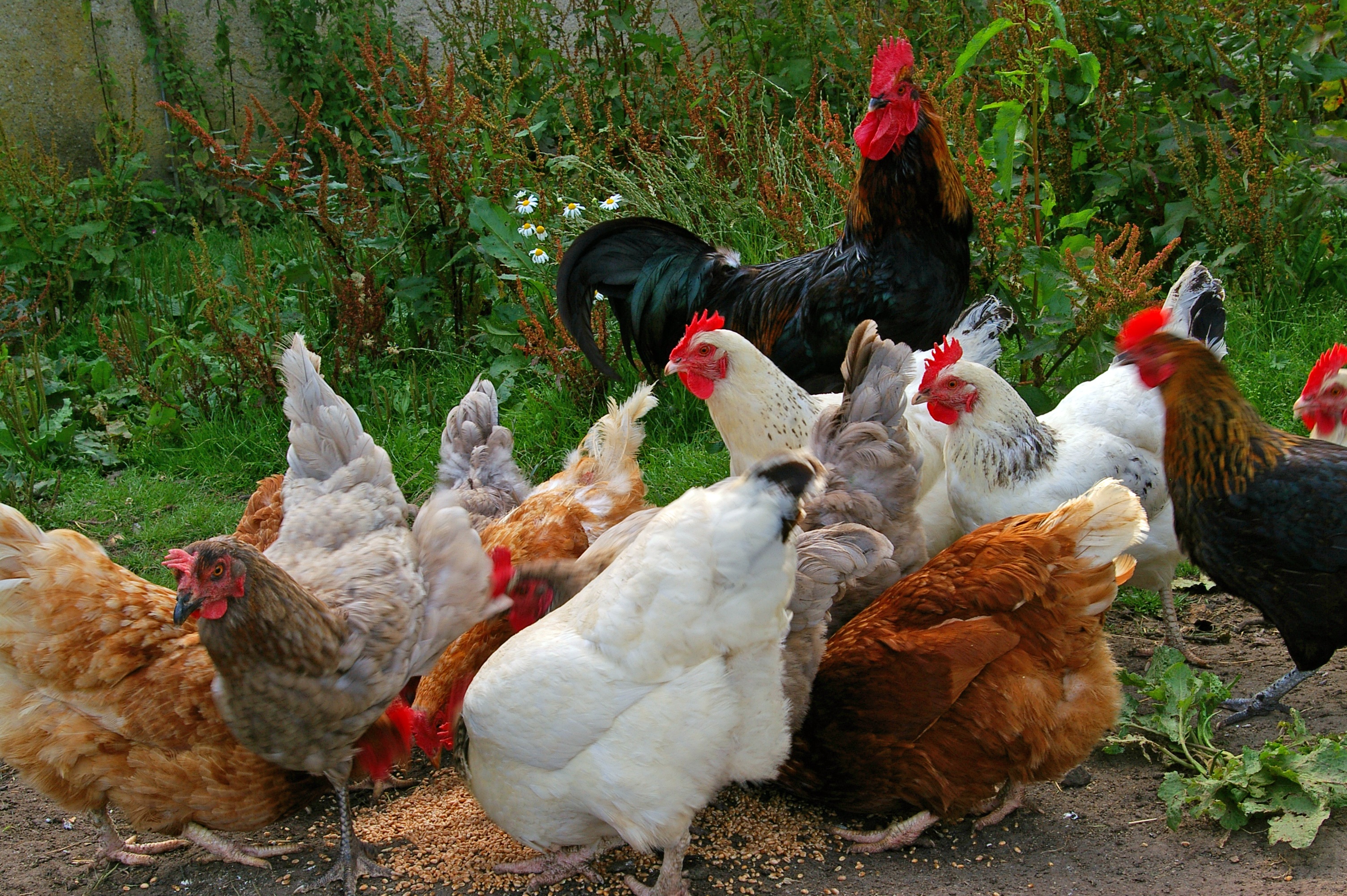 Сколько живут курицы-несушки, бройлеры и петухи в домашних условиях?