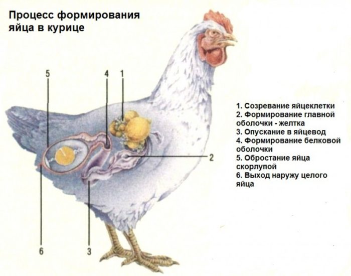 Как определить несется курица или нет? Несколько действенных способов определить несушку
