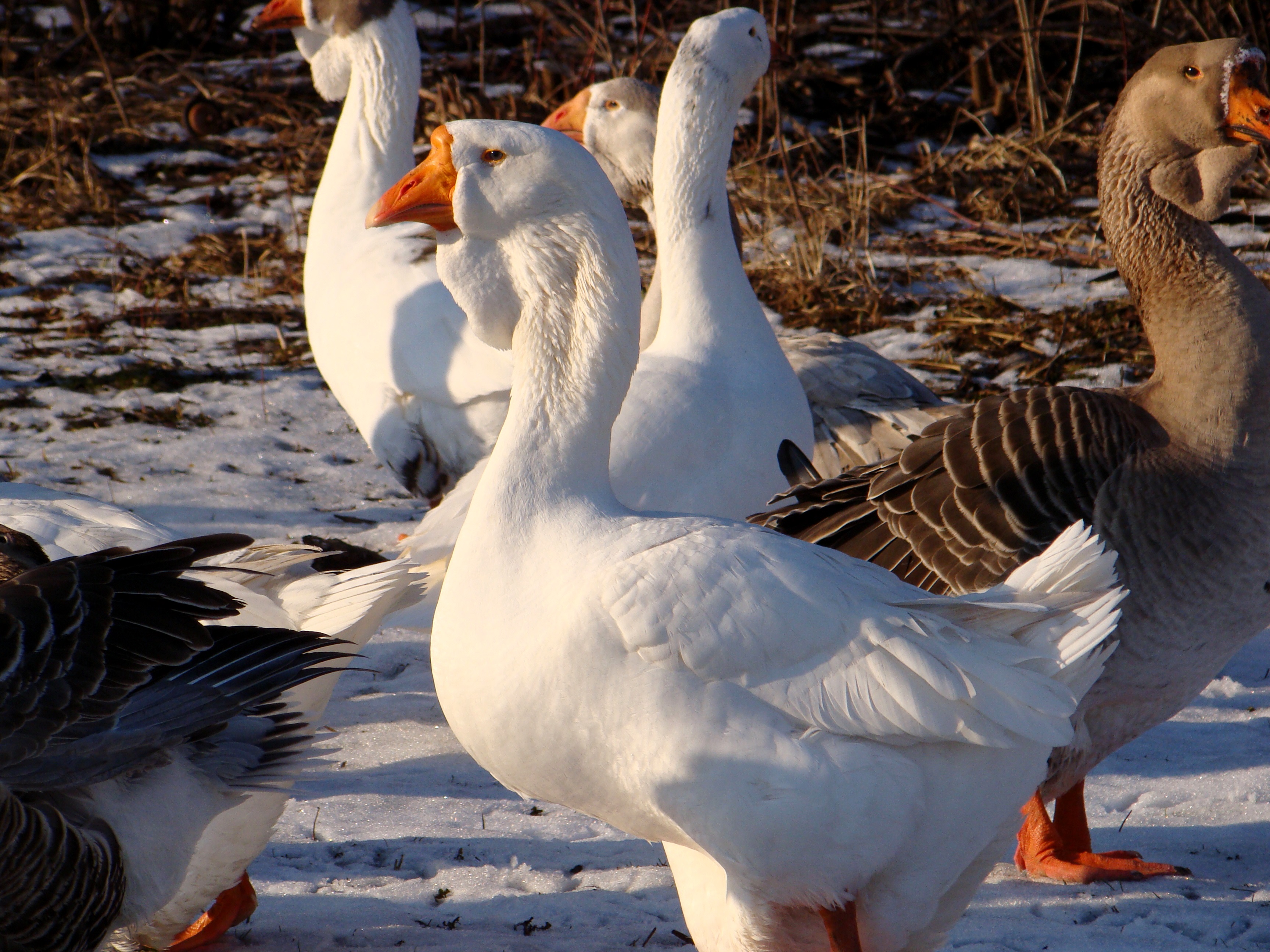Уральские белые гуси – особенности продуктивности, описание внешнего вида