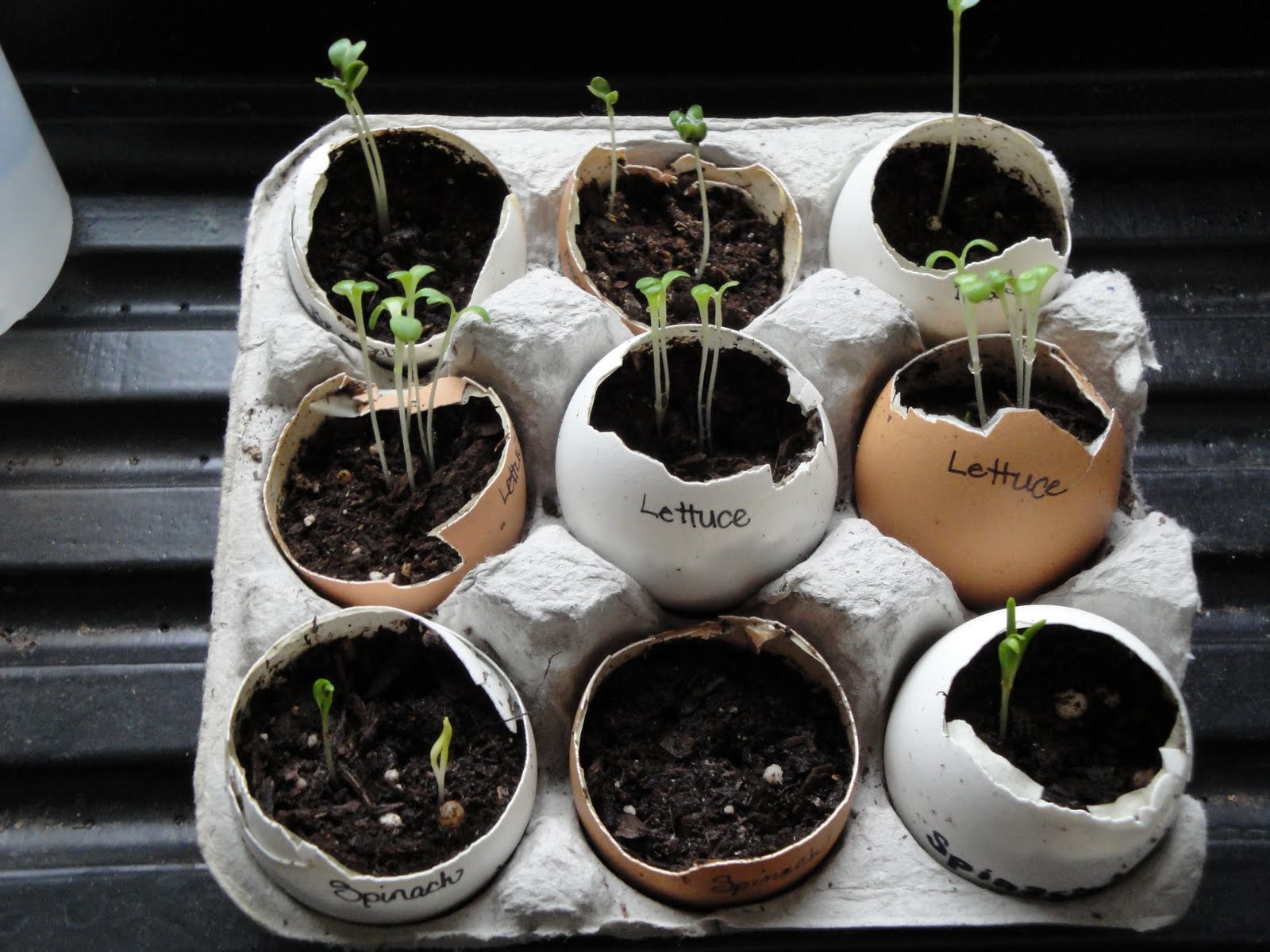 Как проращивать семена в яичной скорлупе