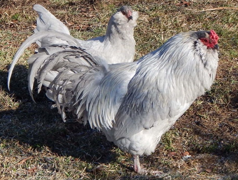 Мясо-яичные породы кур – описание, фото и видео