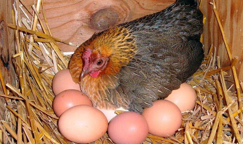 Как часто несутся куры: с какого возраста и в какое время суток? Способы повышения качества и количества яиц