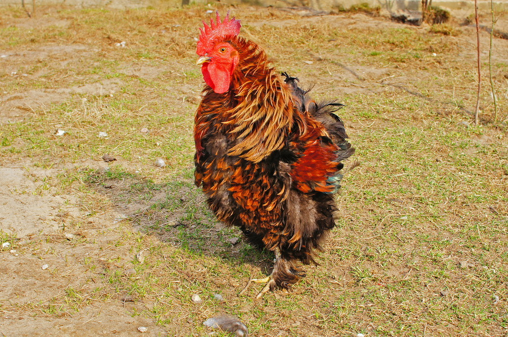 Курчавые куры – описание породы Шершетка с фото и видео