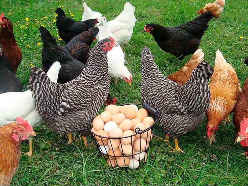 Хайсекс Браун - яичный кросс кур. Описание, характеристики, особенности выращивания и кормления