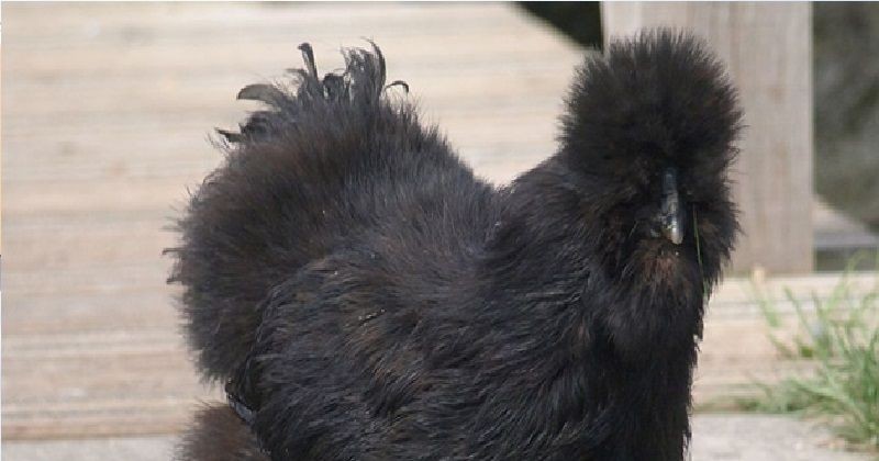 Черные куры Аям Цемани – уникальная порода родом из джунглей