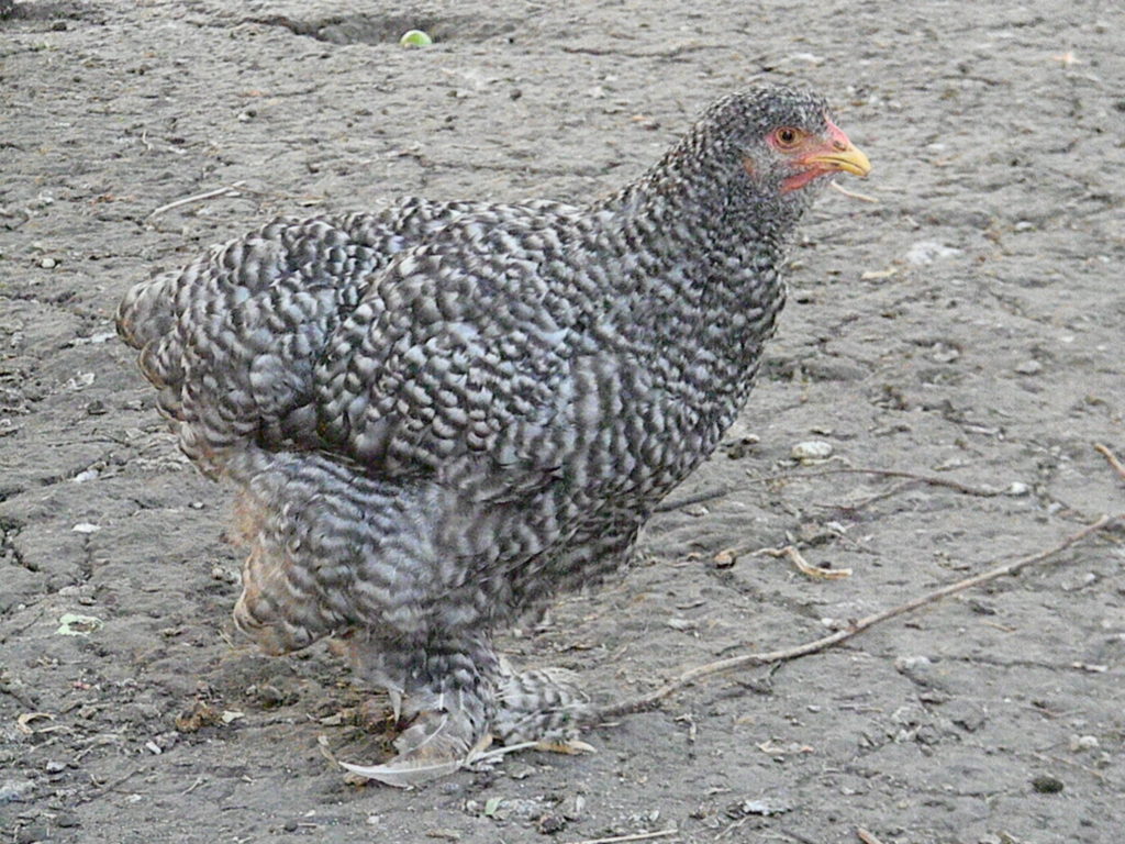 Калифорнийская серая порода кур – описание, фото и видео