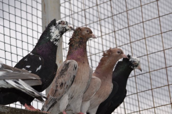 Особенности породы Благодарненских голубей