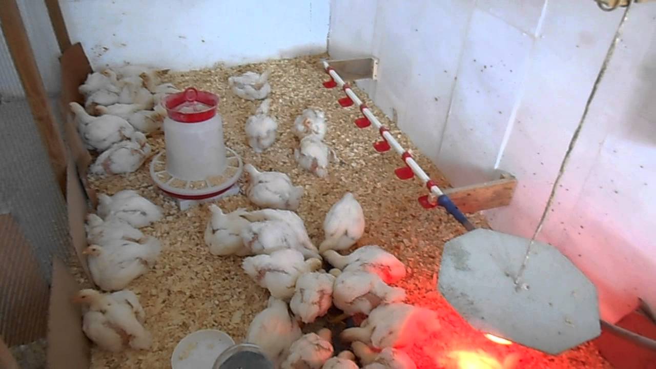 Как правильно и чем кормить бройлерных цыплят разного возраста