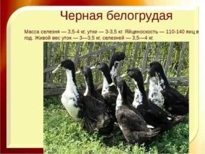 Обзор черных пород уток с фото