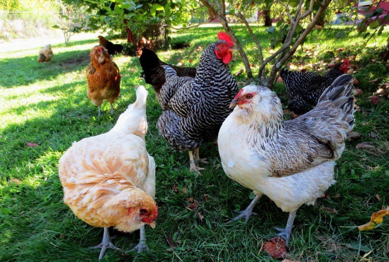 Каких кур лучше разводить для начинающих в птицеводстве новичков: какую породу выбрать?
