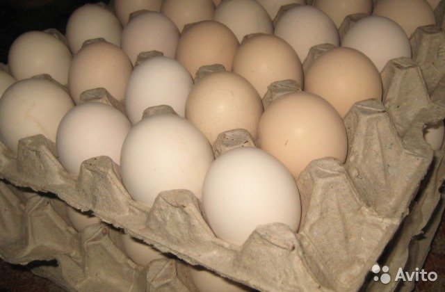 Несут ли бройлеры яйца и как они размножаются