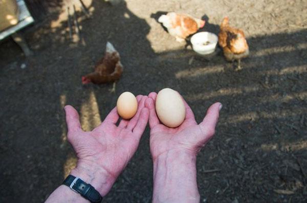 Почему куры несут мелкие яйца и что с этим делать? Причины, лечение, профилактика, препараты