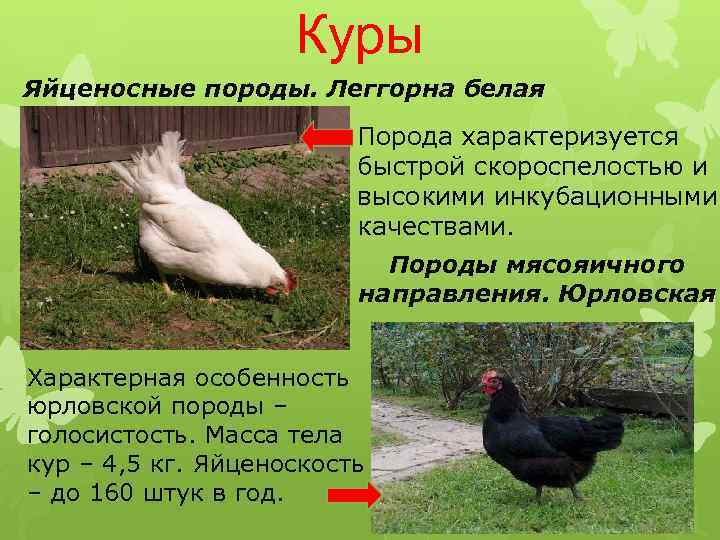Леггорн порода кур – описание, фото и видео