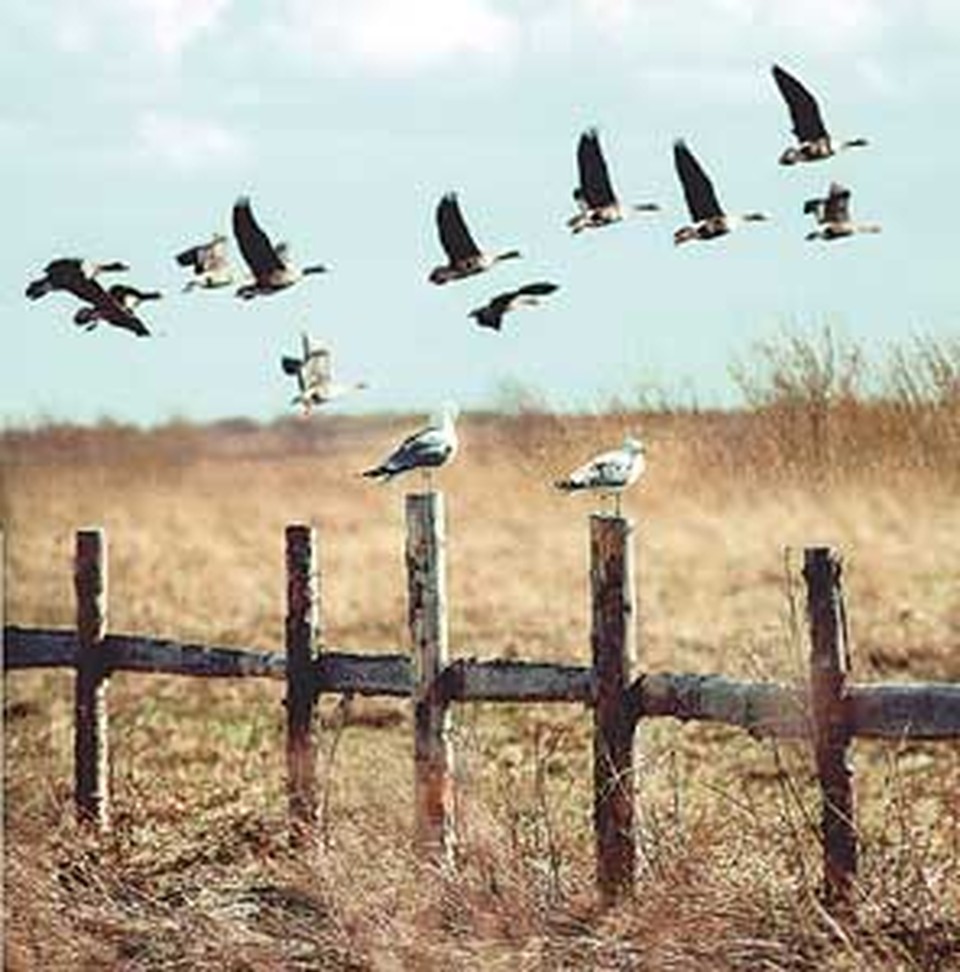 Зрение гусей – интересные факты, как гуси видят мир