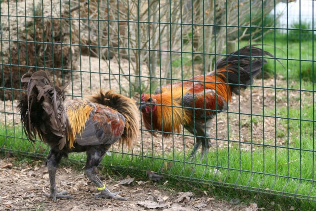 Бельгийская (Брюггская) - бойцовая порода кур. Описание, содержание и разведение, кормление, инкубация