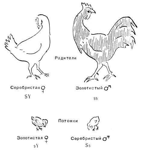 Определение пола у цыплят