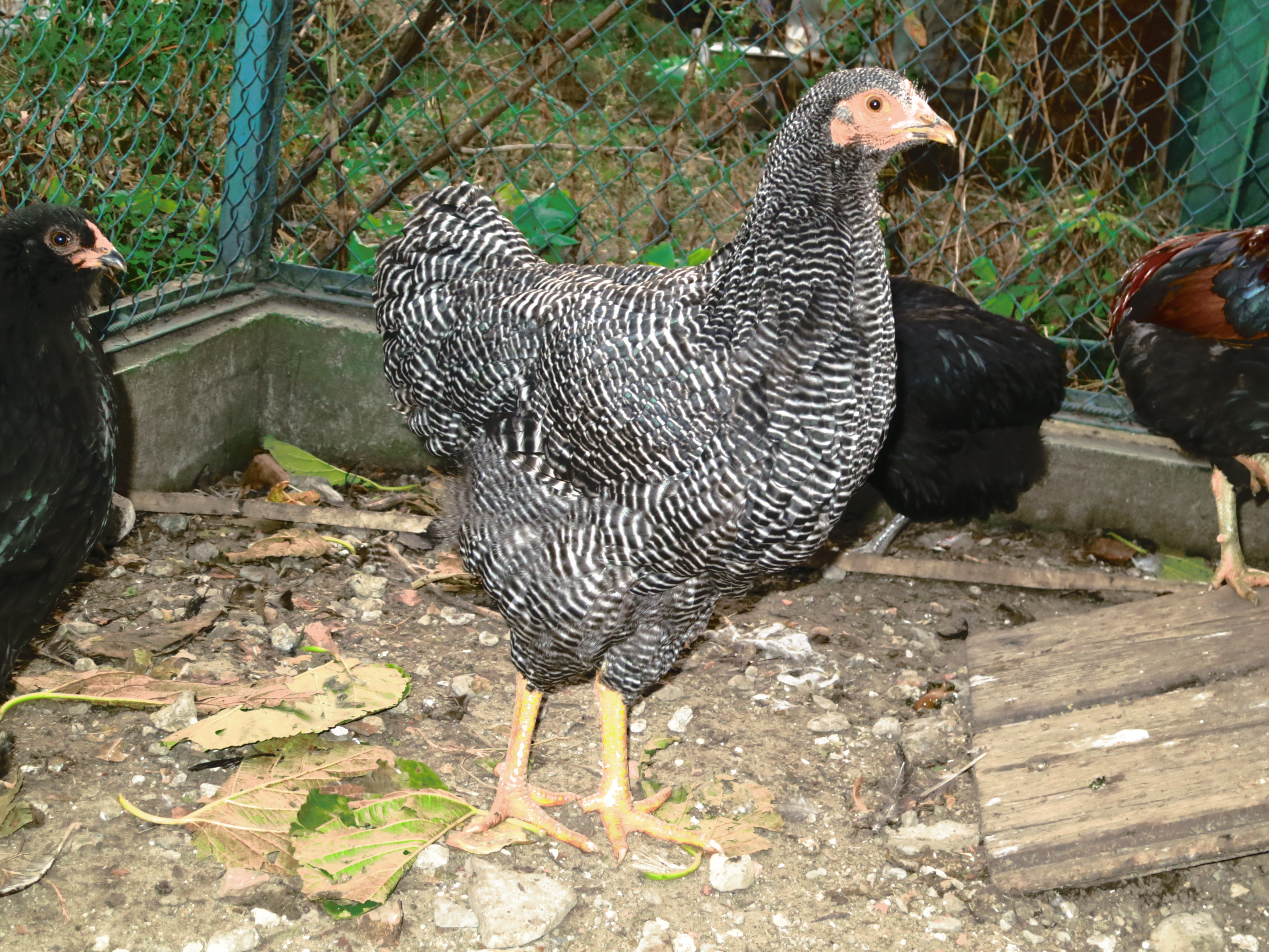 Плимутрок полосатый порода кур – описание, фото и видео