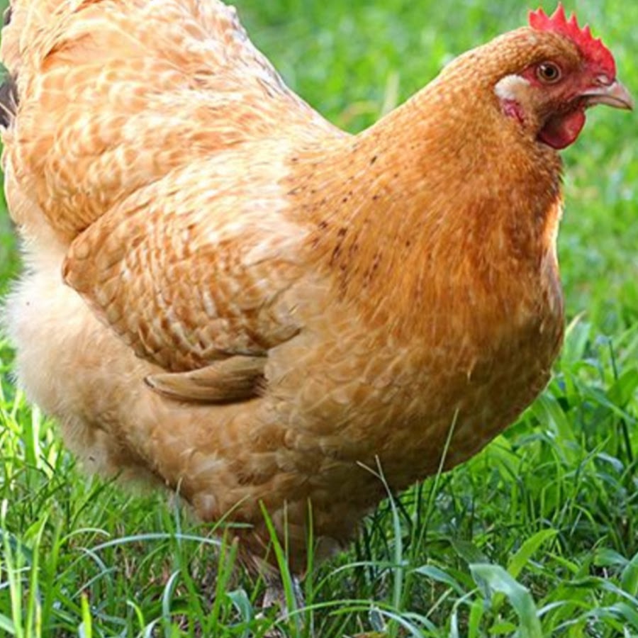 Нидерхайнер - мясо-яичная порода кур. Описание, содержание, разведение и уход, правила кормления