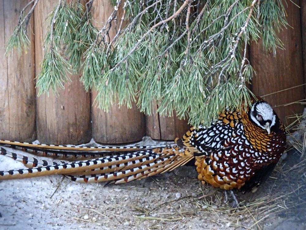 Алмазные фазаны – фото, особенности декоративных качеств и содержания