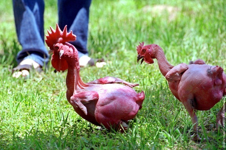 Лысая порода кур – описание, фото и видео из Израиля
