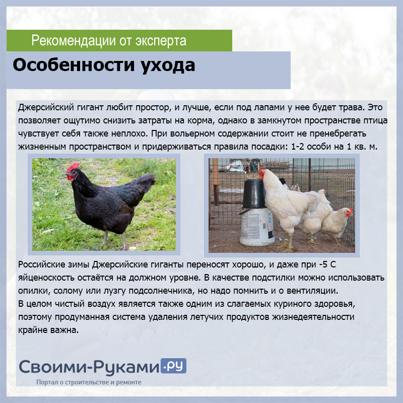 Велбар порода кур – описание с фото и видео