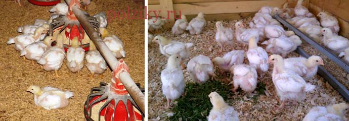 Почему цыплята клюют подстилку и можно ли стелить опилки, солому, газеты, торф, песок?