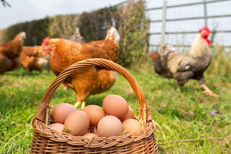 Про яйца и несушек — 65 фактов и один вопрос к вам!