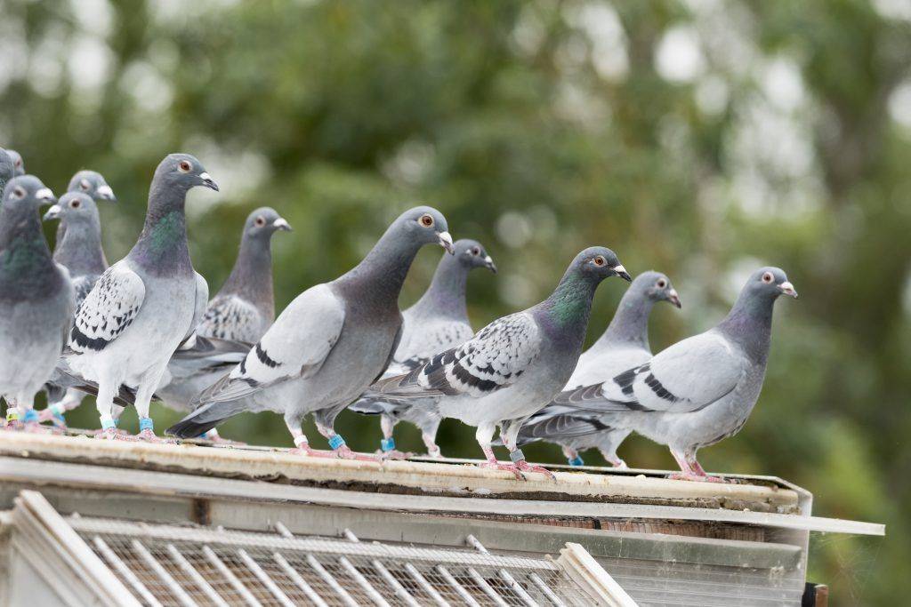 Бельгийский почтовый голубь – описание характеристик и летных качеств