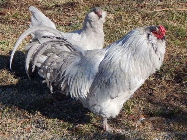 Лакенфельдер - мясо-яичная порода кур. Описание, особенности разведения и ухода, кормление