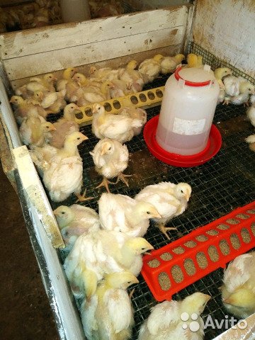 Простой способ взвешивать цыплят без стресса