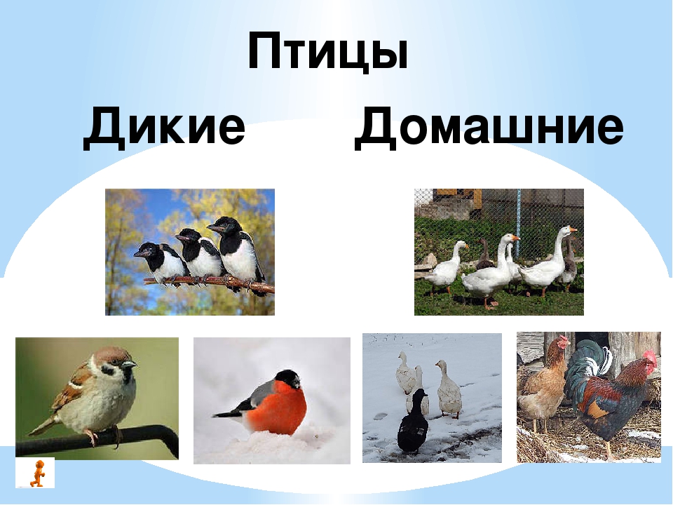 Домашние птицы — виды и группы, фото и видео