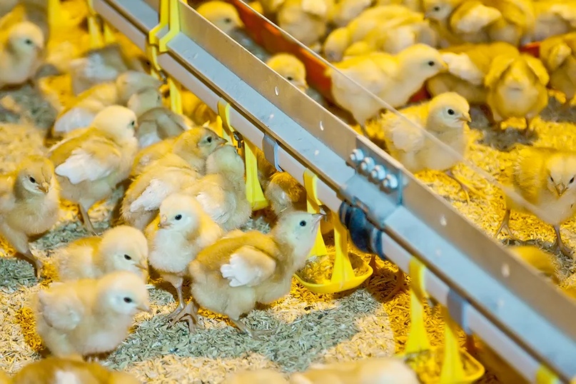 Как правильно и чем кормить бройлерных цыплят разного возраста
